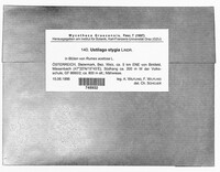 Microbotryum stygium image